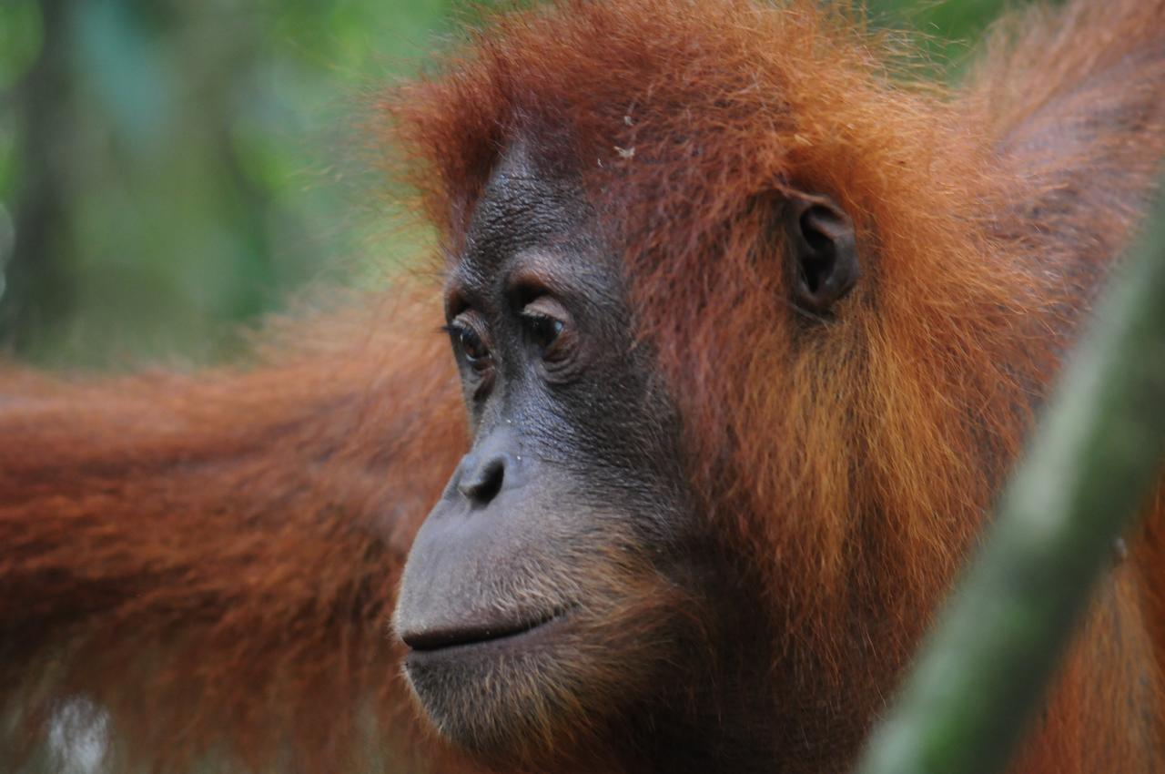 EcoTravel Cottages Bukit Lawang Exteriör bild