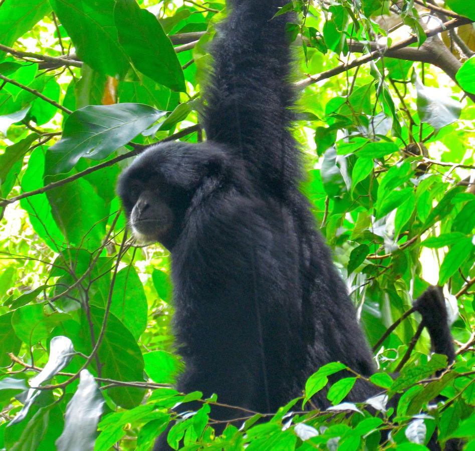 EcoTravel Cottages Bukit Lawang Exteriör bild
