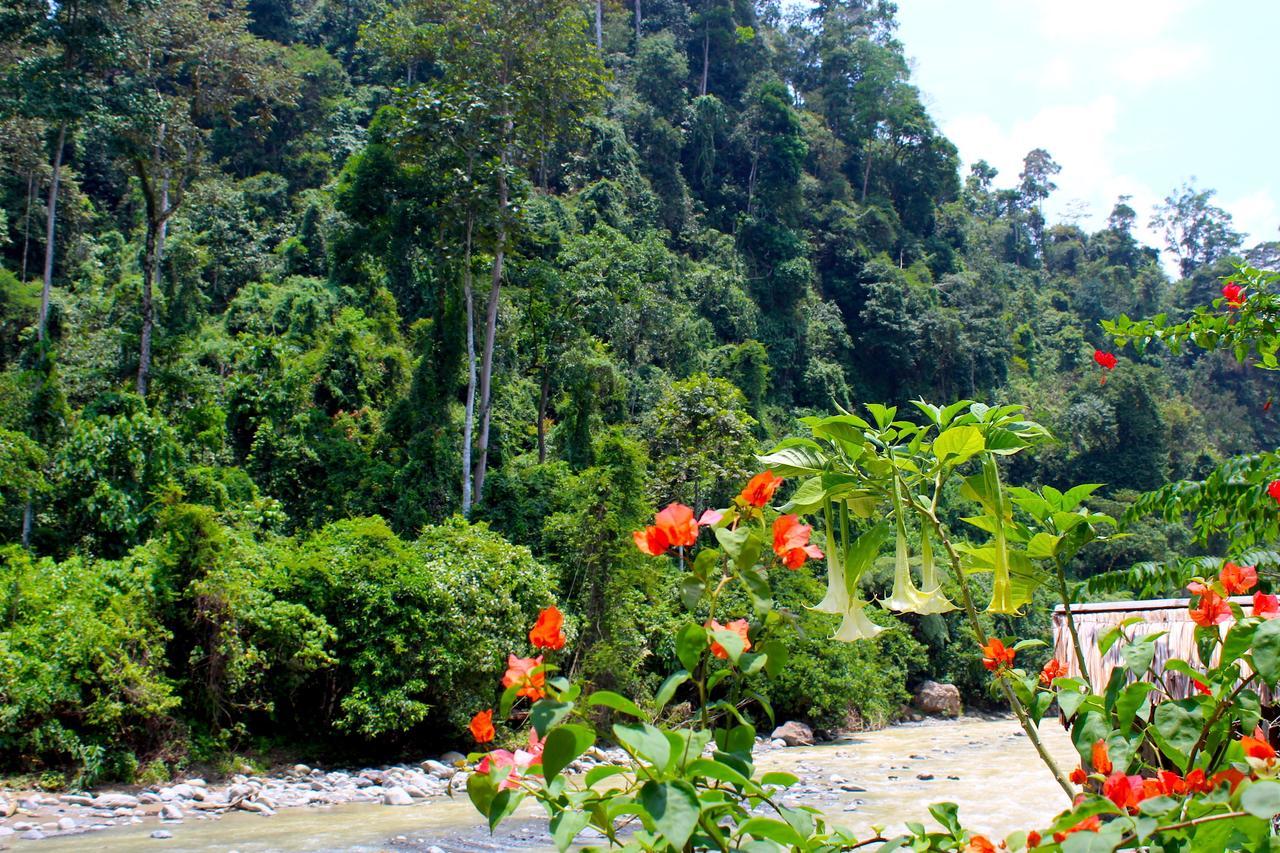 EcoTravel Cottages Bukit Lawang Exteriör bild